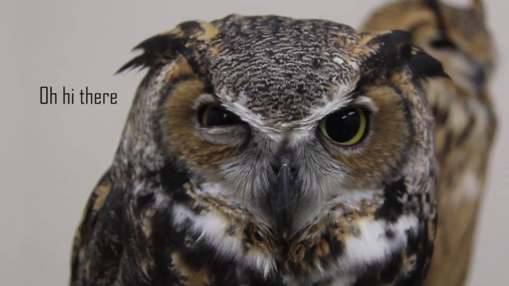 Japan Summer 2016 | Travel Montage