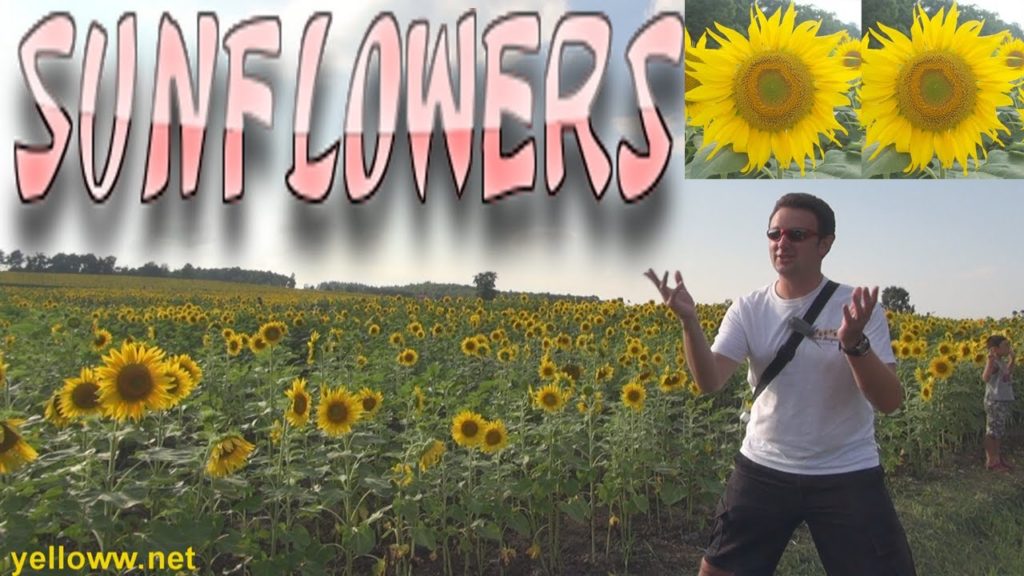 Japan's Sunflower Town – Hokuryu in Hokkaido Japan's Sunflower Town - Hokuryu in Hokkaido