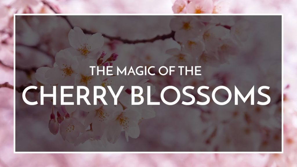 Japan Attractions - Cherry Blossoms - Wendy Wu Tours
