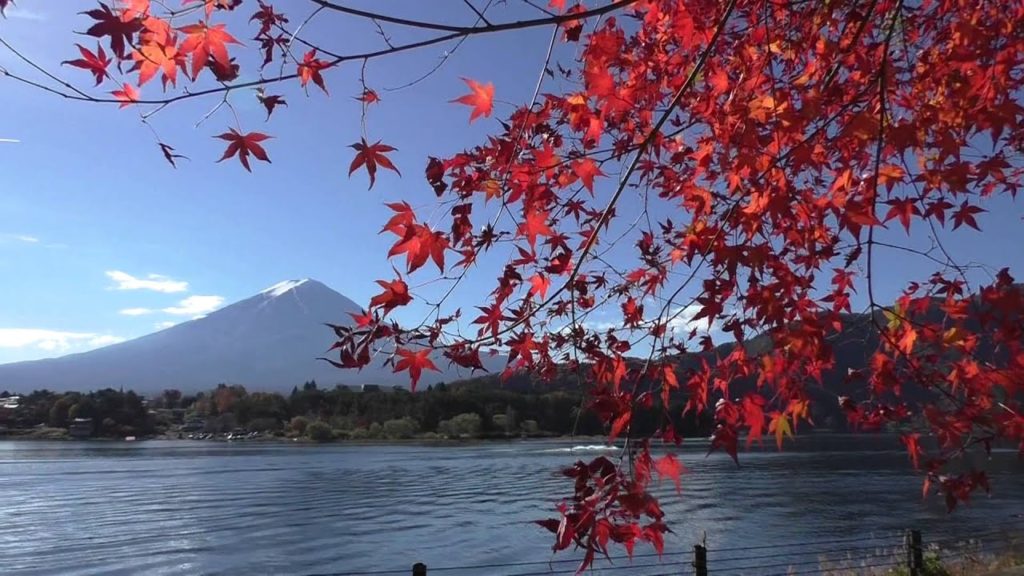 JAPAN'S BEST KEPT SECRET;   IT'S  AUTUMN COLORS!!