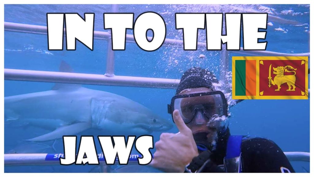 Shark Cage Diving  |South Africa | මෝරු බලන්න ගිය ගමන