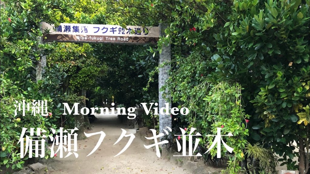 4K 沖縄 本部町備瀬フクギ並木をアルク (朝) a-Walk in Okinawa Motobucho Bise-fukugi Tree Road (AM)