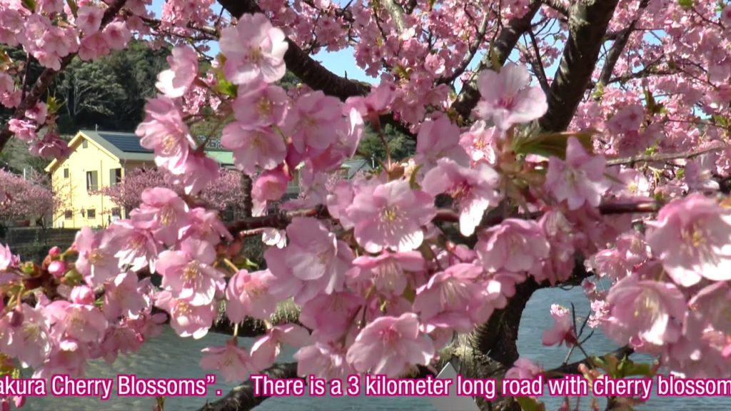 YOKOSO Japan Tour -- Kawazu zakura Cherry Blossoms (河津櫻) --E23