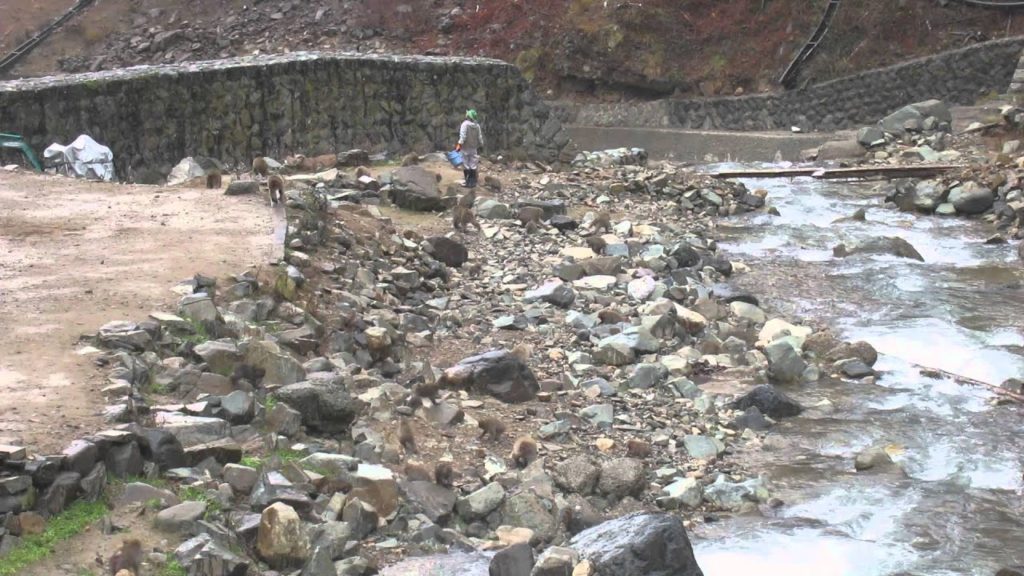 Japanese Snow Monkey in Nagano Jigokudani Park 2