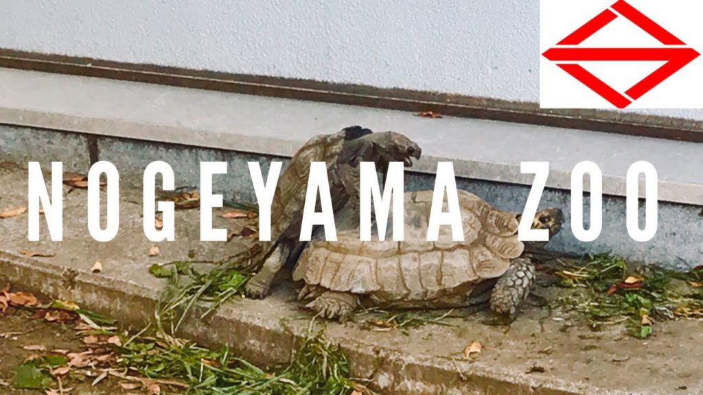 Nogeyama Zoological Gardens in Yokohama 2019 | 野毛山動物園 Nogeyama Zoological Gardens in Yokohama 2019 | 野毛山動物園