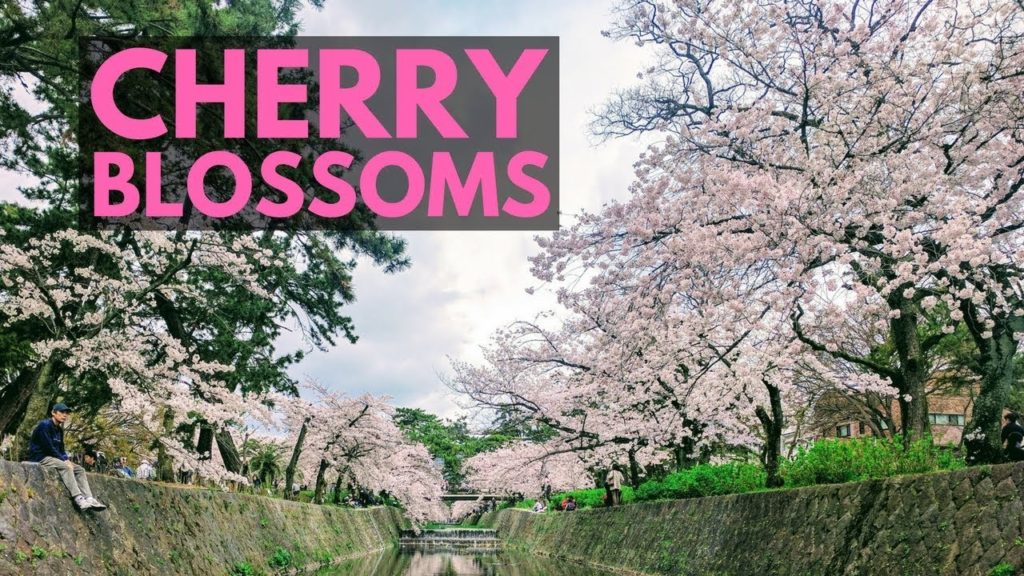 Cherry Blossoms (Sakura) and Hanami Season | Japan Vlog 10 | Lin Nyunt