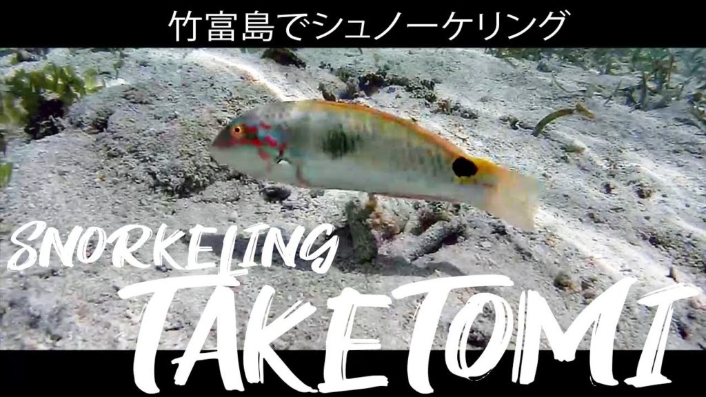 Snorkeling in Taketomi Okinawa, Japan Part 2 ( Snorkeling  Video )