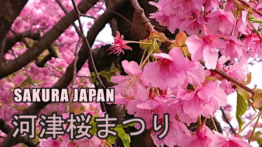 2019 Kawazu Sakura Cherry Blossoms Festival #2 - SAKURAJAPAN in Shizuoka Kawazu