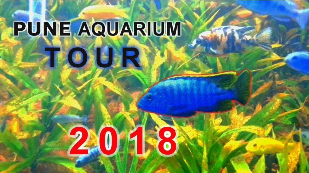 TOUR TO PUNE AQUARIUM | 2018