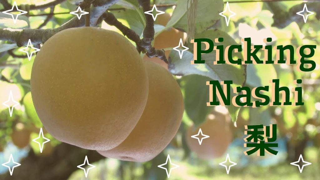 Picking Nashi! 梨 | Japan Vlog