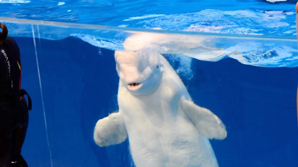 AMAZING DOLPHIN SHOW - Yokohama Sea Paradise