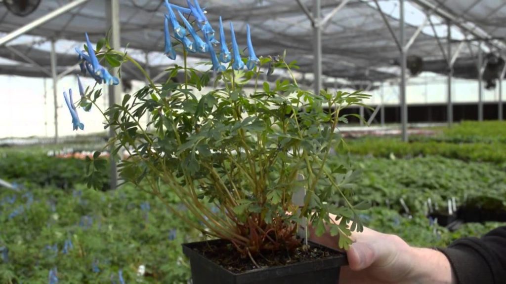 Corydalis 'Blue Heron'
