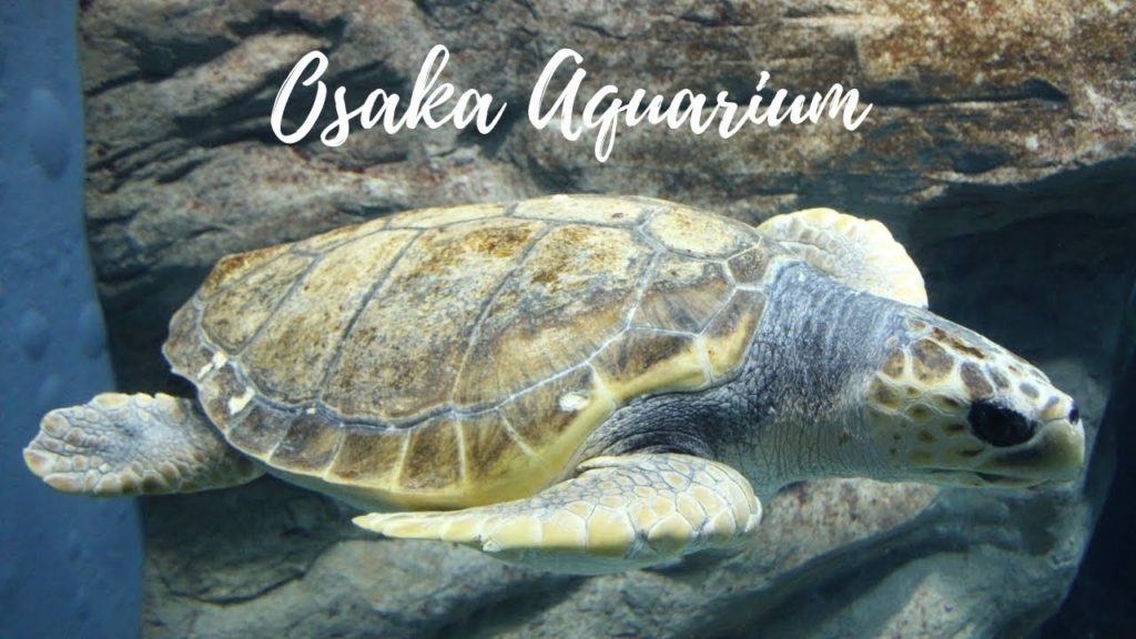 Osaka Aquarium Kaiyukan Tour - Fantastic Aquarium