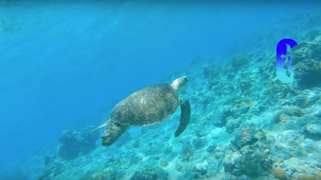 The Okinawa Vlog #3 Kerama Islands