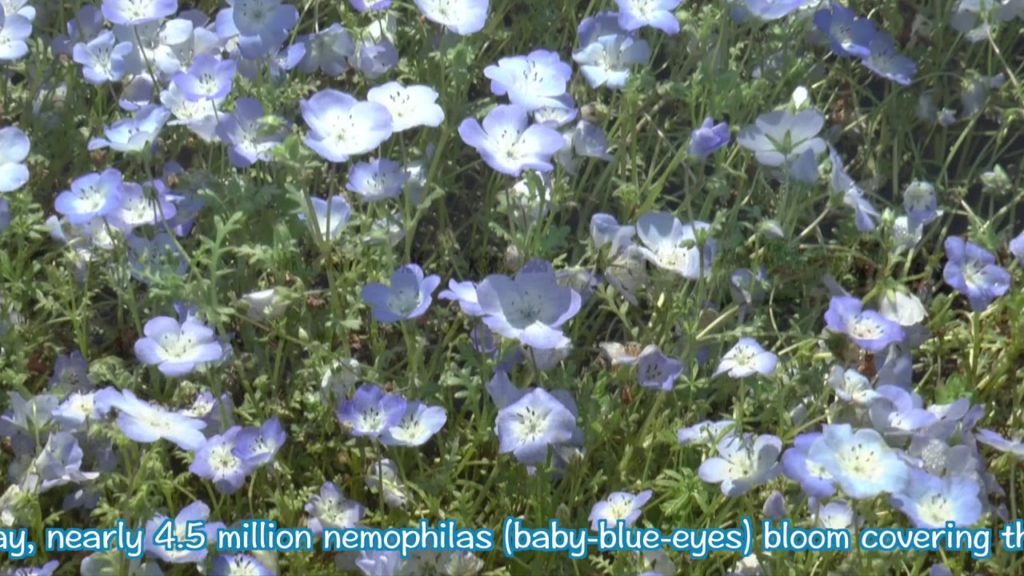 YOKOSO Japan Tour -- Nemophila Flowers at Hitachi Seaside Park Ibaraki (國營常陸海濱公園 粉蝶花) - E10