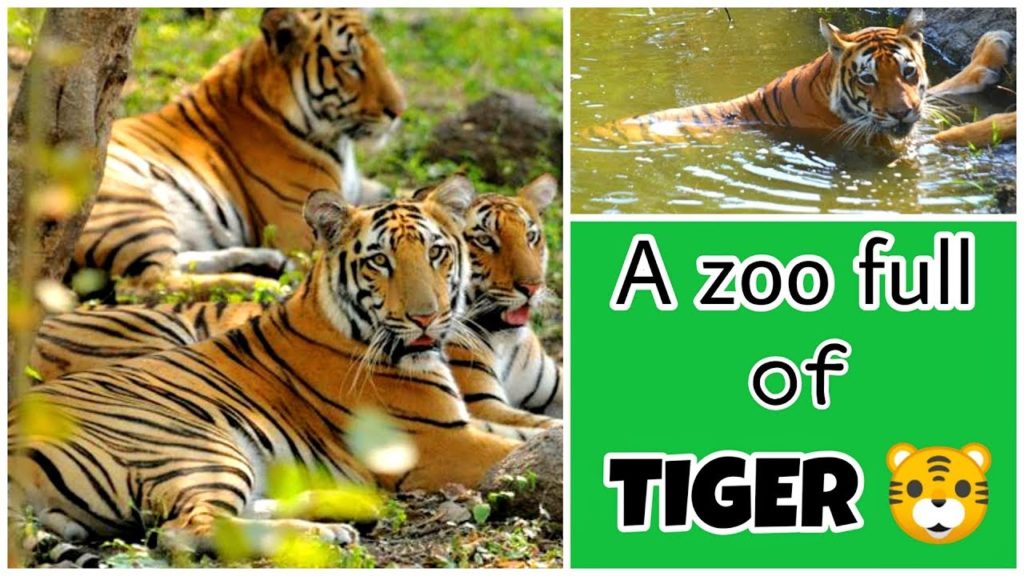 (A zoo full of Tiger) RAJIV GANDHI Zoological Park and Wildlife RESEARCH CENTRE