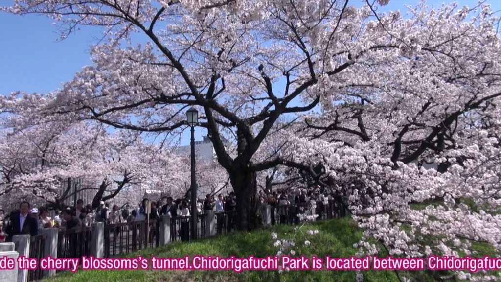 YOKOSO Japan Tour -- Cherry Blossoms at Chidorigafuchi (千鳥淵櫻花) --E34