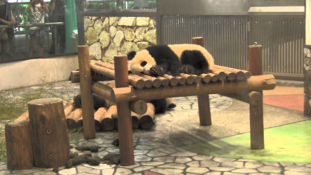 Adventure World-Shirahama-Japan! Adventure World-Shirahama-Japan!