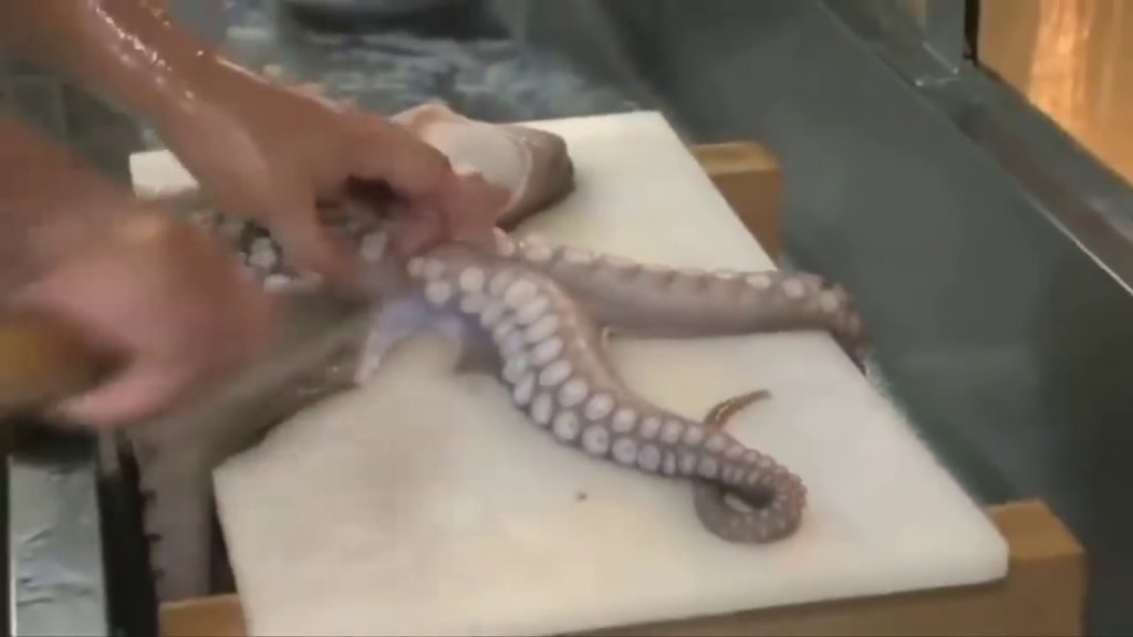 GIANT OCTOPUS - Japanese Street Food