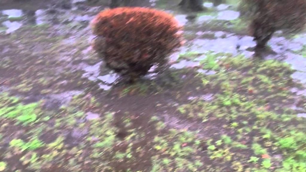 Nikka, whisky, tour, Sendai, Nikka Whisky, Factory, Miyagikyo, Distillery