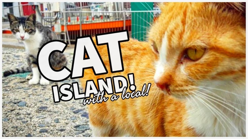 🇯🇵 A CAT Island in JAPAN...with a local! | AINOSHIMA, FUKUOKA | JAPAN'S CAT ISLANDS!