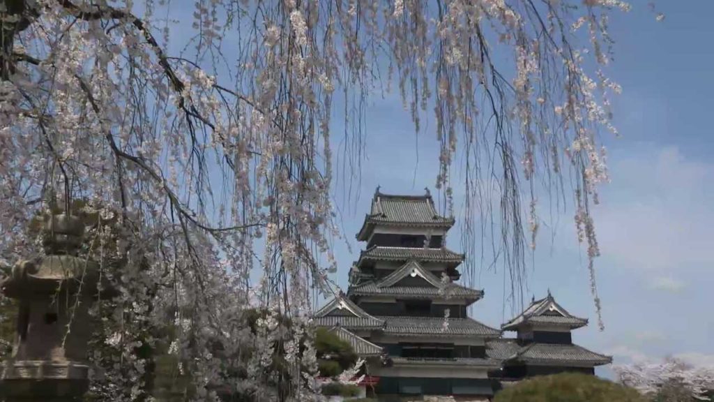 桜爛漫の松本城-Cherry blossoms in Japan