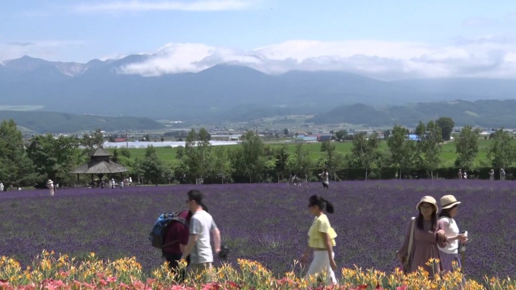 Lavender fields in Hokkaido, Japan