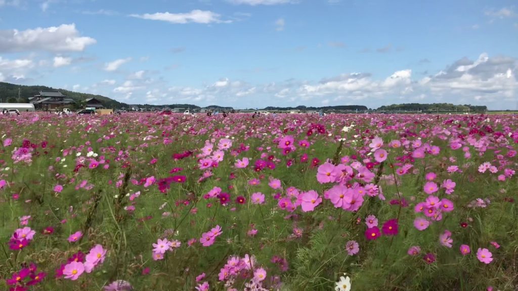 The 24th Fukui Cosmos Festival