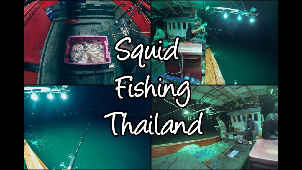 Squid Fishing Thailand