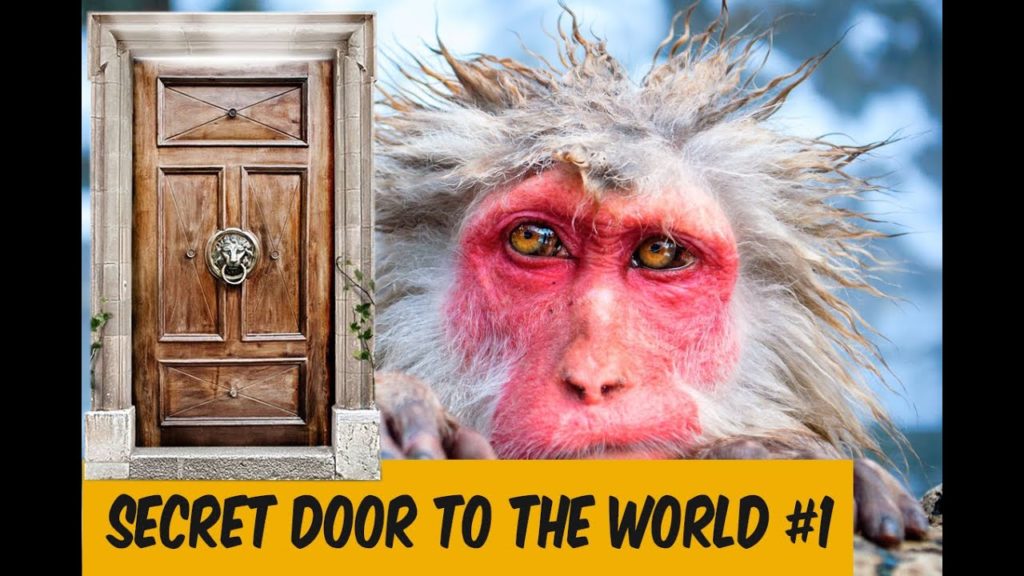 🐵SECRET DOOR TO THE WORLD #1 - FUNNY MONKEY, JAPAN, MOUNTAINS | ONLINE TRAVEL