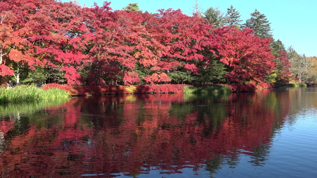 紅葉の畔り〜日本の秋旅 軽井沢雲場池〜 【4K】Kumoba Pond of colored leaves.
