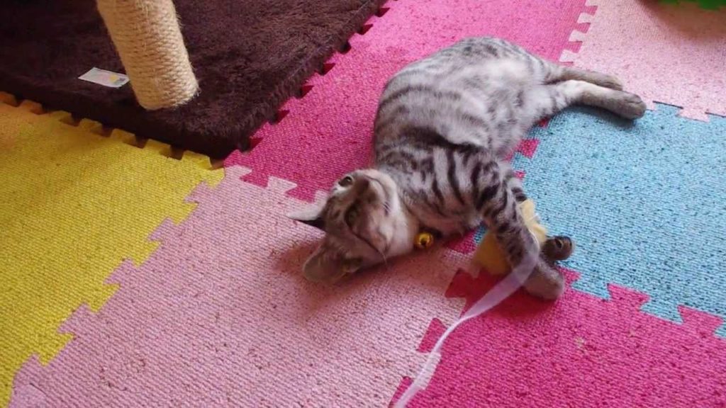 Cat Café Nyaoshima on Naoshima, Japan