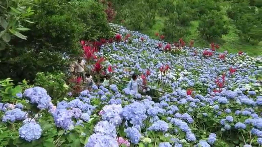 OKINAWA, JAPAN-HYDRANGEA GARDEN-AJISAI-KAPTAIN-KAPTAIN KANGAROO