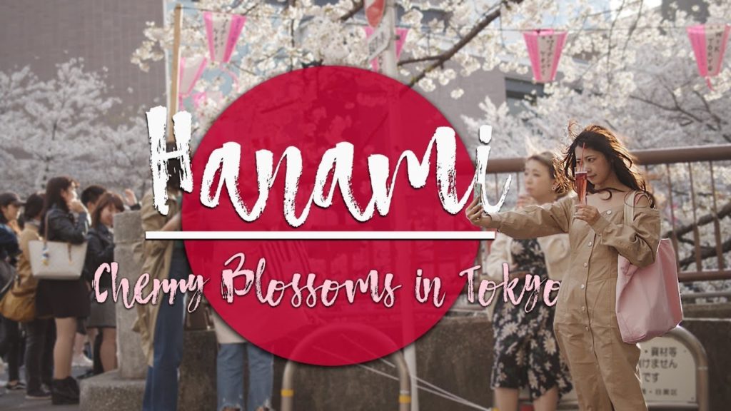 Blackmagic Pocket Cinema Camera 4k | Cherry Blossoms(Tokyo)