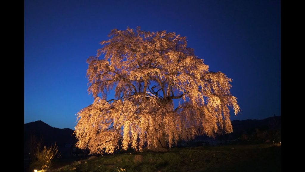 JG 4K 長野 高山村の桜 Takayamamura cherry blossoms,Nagano