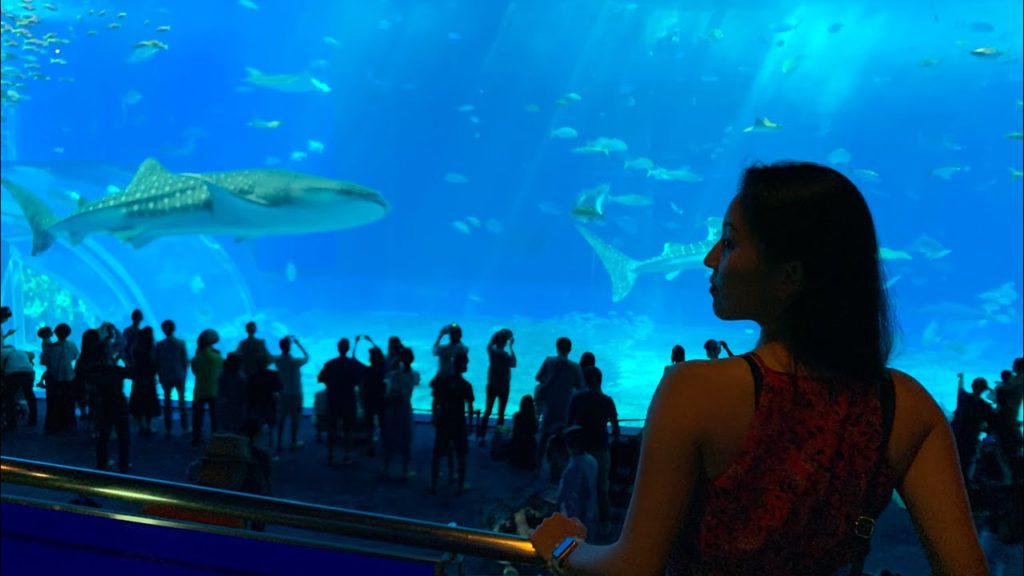 Churaumi Aquarium and Ryukyu Glass Factory, and Kouri Island 10.6.19 Churaumi Aquarium and Ryukyu Glass Factory, and Kouri Island 10.6.19