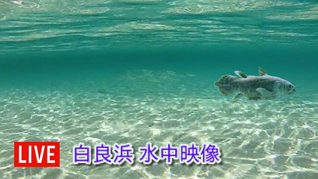 ライブカメラ　【水中映像】　白良浜　和歌山　Live camera Shirarahama Wakayama　Japan