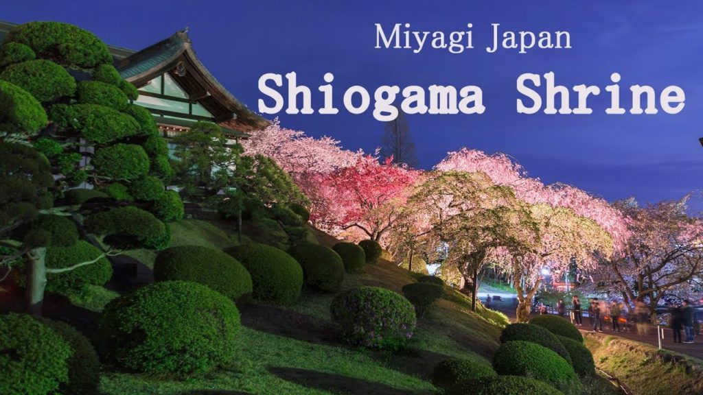 [4K]Shiogama Shrine 志波彦神社・鹽竈神社 宮城 桜の名所 塩竈桜 しおがまさま神々の花灯り Cherry Blossoms in Miyagi Japan