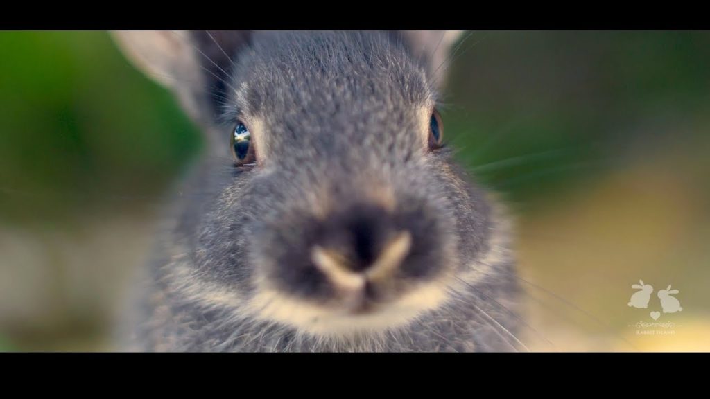 Rabbit Island – Hiroshima, Japan【 うさぎの島 】