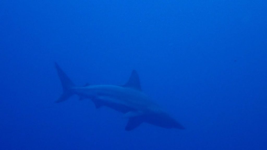 Deep Dive with Sharks at "The Toilet Bowl" in Okinawa