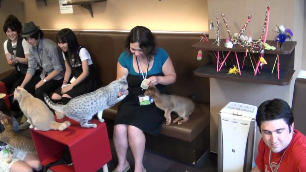 Japanese Cat Cafe in Shinjuku HD Tour. Pay to pet cats and eat with them in Tokyo!