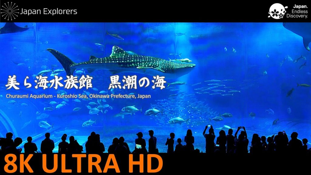 8K Aquarium - Churaumi Aquarium Kuroshio Sea, Okinawa, Japan 美ら海水族館　黒潮の海 [8K]