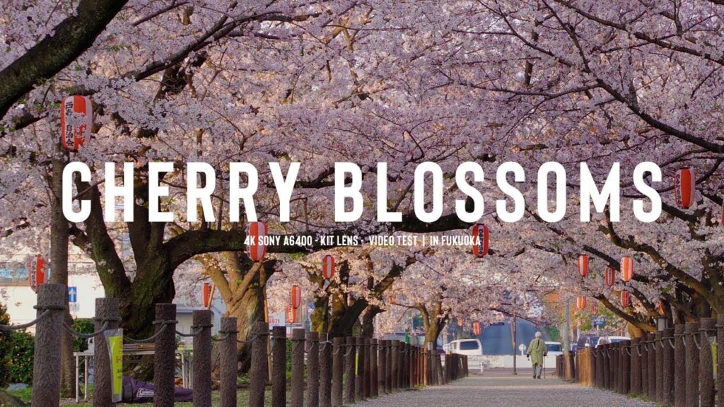 【4k】sony a6400 Kit Lens Test | in fukuoka Cherry Blossoms