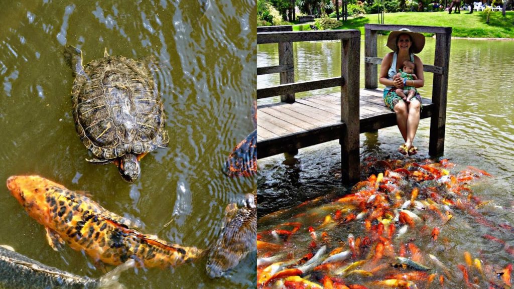 Koi fish and turtles Feed at Japanese garden/beautiful place to visit for tourists