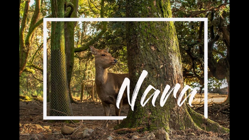 Travel Japan #4 ~Nara / Nara Park ~ 奈良県 奈良公園 Travel Japan #4 ~Nara / Nara Park ~ 奈良県 奈良公園