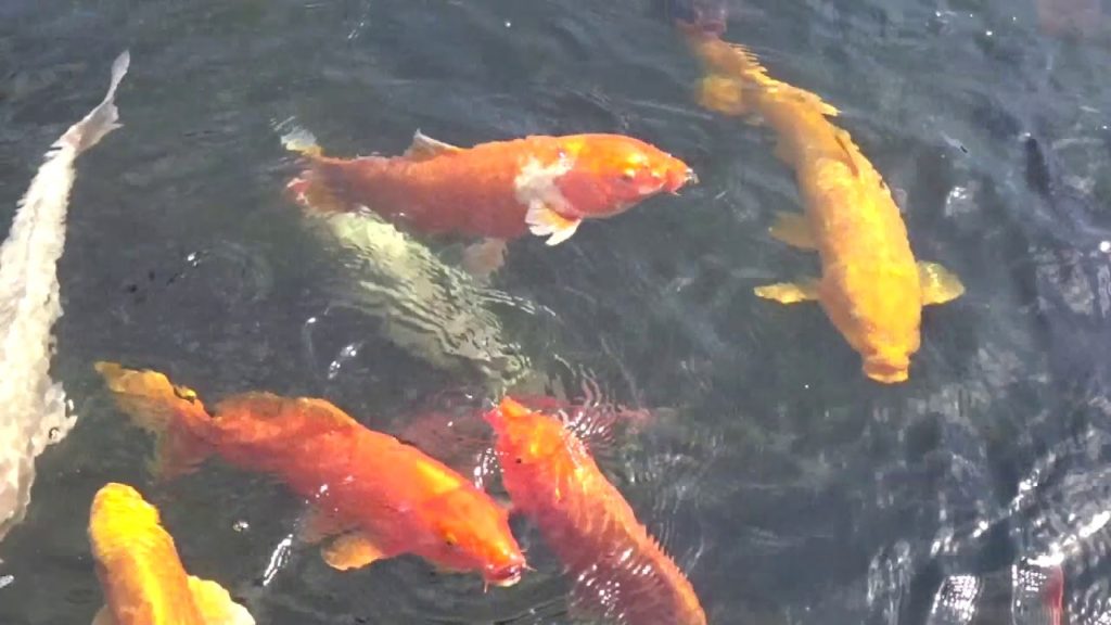 Japanese Garden Koko-en (Japan Trip) / 好古園