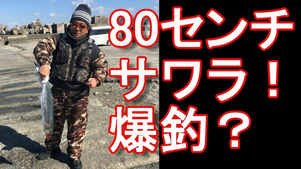 静岡県御前崎港ルアー釣り！80センチのサワラを釣り上げる！サワラ、ブリ、シーバス、コノシロ、イワシ爆釣！