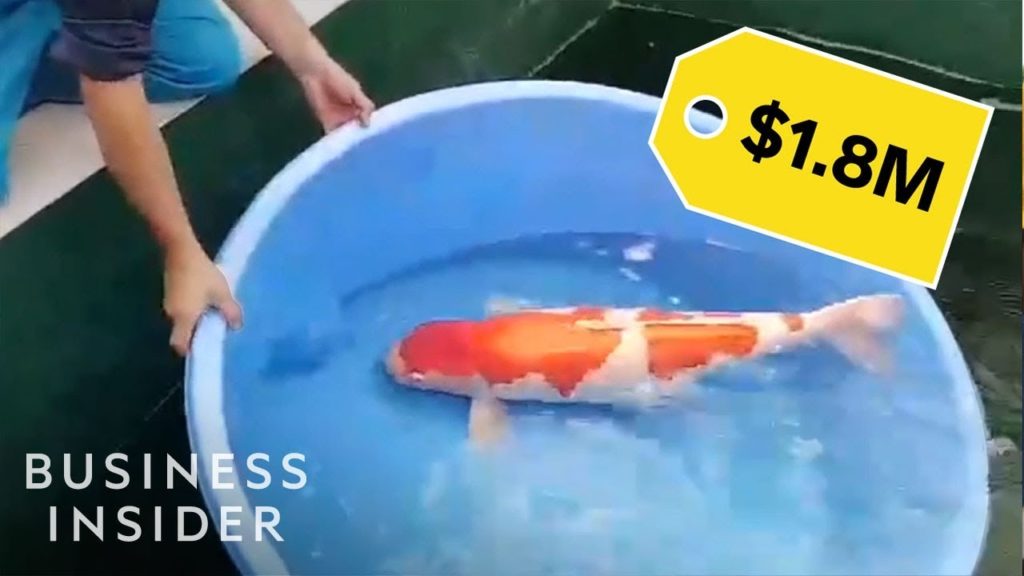 Why Koi Fish Are So Expensive | So Expensive