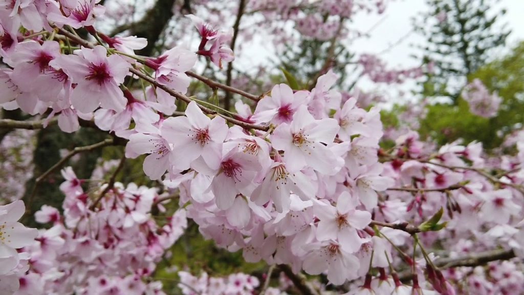 Spring 2019 Cherry Blossoms at Cornwall Park, Auckland, New Zealand
