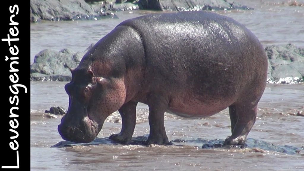 Nijlpaard - Dieren in Afrika